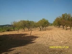 Villena property: Villena Land 49535