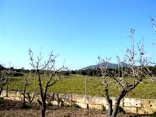 Son Servera property: Finca in Mallorca for sale 63699