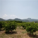 Orba property: Land for sale in Orba 68899