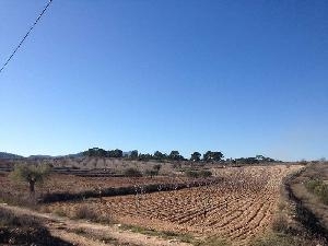 Jumilla property: Land for sale in Jumilla 79761