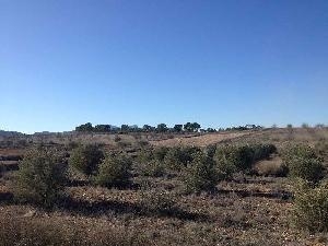 Jumilla property: Land for sale in Jumilla, Spain 79761