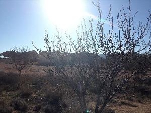 Jumilla property: Land for sale in Jumilla, Murcia 79761