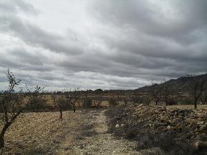 Jumilla property: Land for sale in Jumilla 79766