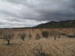 Jumilla property: Land for sale in Jumilla, Spain 79766