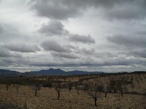 Jumilla property: Land for sale in Jumilla, Murcia 79766