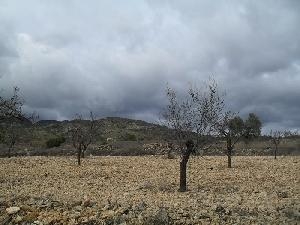 Jumilla property: Jumilla, Spain | Land for sale 79766