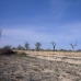 Pinoso property: Land in Pinoso 99073