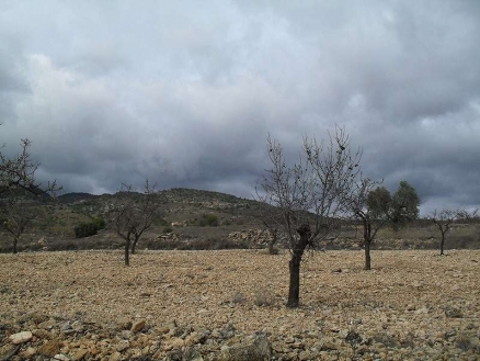 Pinoso property: Land for sale in Pinoso, Alicante 99140