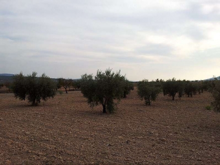 Pinoso property: Land for sale in Pinoso 99151