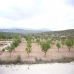 Pinoso property: Beautiful Land for sale in Pinoso 99395