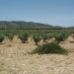 Pinoso property: Pinoso, Spain Land 99754