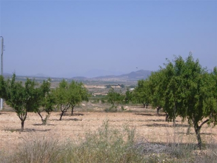 Pinoso property: Land for sale in Pinoso, Alicante 99759