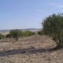 Yecla property: Land for sale in Yecla 99796