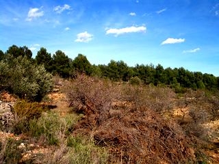 Atzeneta Del Maestrat property: Land for sale in Atzeneta Del Maestrat, Spain 151098