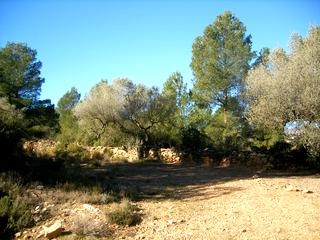 Atzeneta Del Maestrat property: Finca for sale in Atzeneta Del Maestrat, Spain 168985