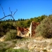 Atzeneta Del Maestrat property: Castellon, Spain Finca 168989