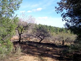 Atzeneta Del Maestrat property: Finca with bedroom in Atzeneta Del Maestrat 168990