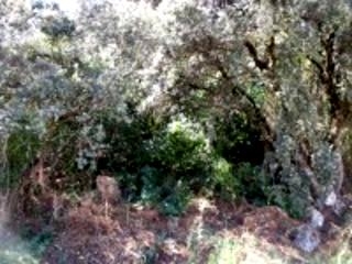 Olvera property: Olvera Land 216758