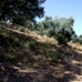 Olvera property: Beautiful Land for sale in Olvera 216758