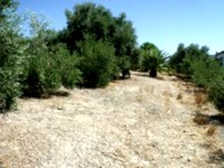 Olvera property: Land for sale in Olvera, Cadiz 216760