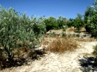 Olvera property: Land in Cadiz for sale 216760