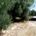 Olvera property: Cadiz, Spain Land 216760