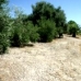 Olvera property:  Land in Cadiz 216760