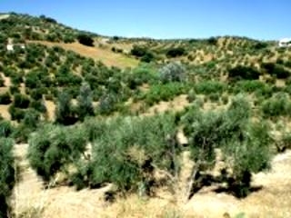 Olvera property: Land for sale in Olvera, Spain 216761