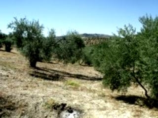 Olvera property: Olvera, Spain | Land for sale 216761