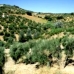 Olvera property: Olvera, Spain Land 216761