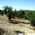 Olvera property: Cadiz Land, Spain 216761