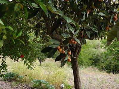 Setenil De Las Bodegas property: Setenil De Las Bodegas, Spain | Finca for sale 240163