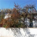 Loja property: 3 bedroom Farmhouse in Granada 266409