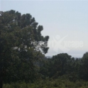 Benahavis property: Land for sale in Benahavis 283244