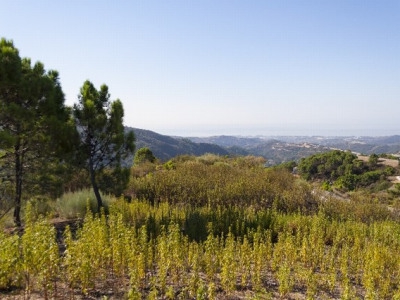 Benahavis property: Land for sale in Benahavis, Malaga 283339